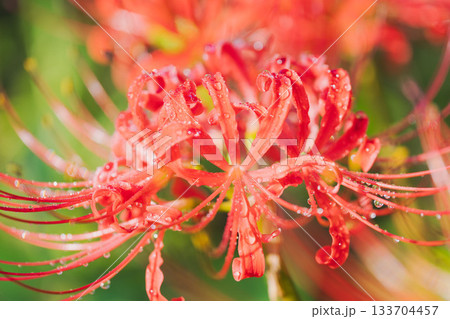 秋の花　朝露に揺れた彼岸花のマクロ撮影15 133704457