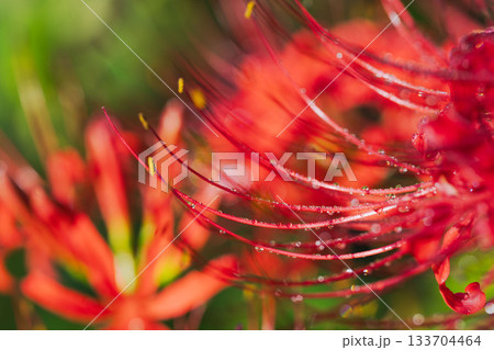 秋の花　朝露に揺れた彼岸花のマクロ撮影22 133704464