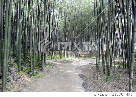 京都北嵯峨大沢池竹林の小径-4 京都北嵯峨大沢池竹林の小径-4 133704479