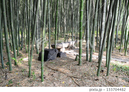 京都北嵯峨大沢池竹林の小径-1 京都北嵯峨大沢池竹林の小径-1 133704482