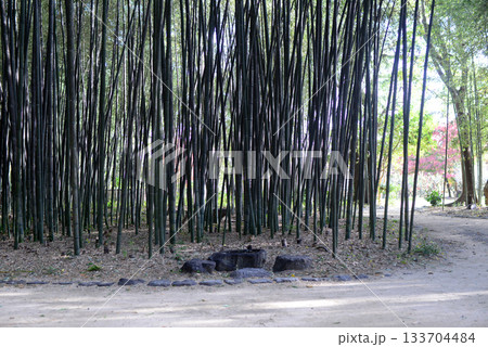 京都北嵯峨大沢池竹林の小径-3 京都北嵯峨大沢池竹林の小径-3 133704484