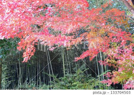 京都北嵯峨大沢池もみじロードの紅葉-2 京都北嵯峨大沢池もみじロードの紅葉-2 133704503