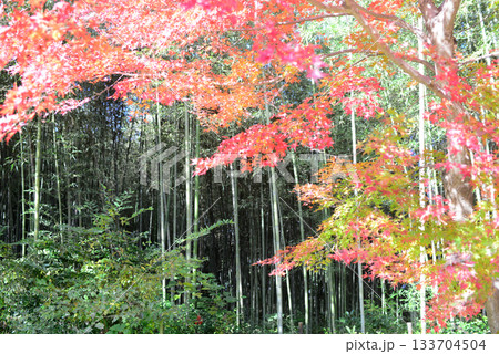 京都北嵯峨大沢池もみじロードの紅葉-1 133704504