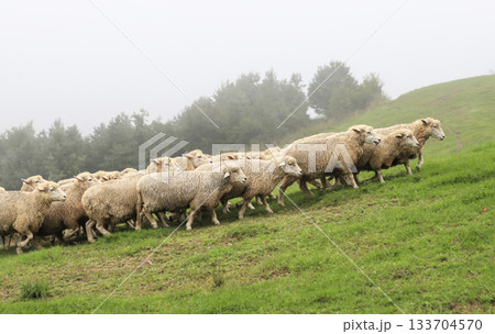 sheep on green field sheep on green field 133704570