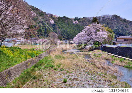 槻川 桜の季節 東秩父村 ふれあい橋からの風景 槻川 桜の季節 東秩父村 ふれあい橋からの風景 133704638
