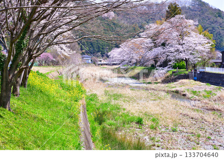槻川　桜の季節　東秩父村　ふれあい橋からの風景 133704640