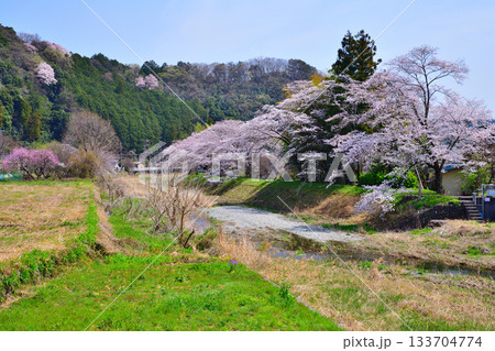 槻川　桜の季節　東秩父村　ふれあい橋付近からの風景 133704774