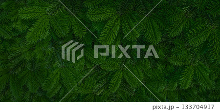 Green fir tree branches background 133704917
