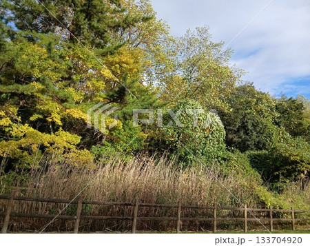 日本の里山に残る雑木林と秋の自然風景 133704920