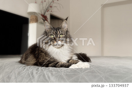 A calm Maine Coon cat lying on a bed in a bright cozy room, looking at the camera with relaxed expression. Soft natural light highlights its fluffy fur and peaceful indoor atmosphere. A calm Maine Coon cat lying on a bed in a bright cozy room, looking at the camera with relaxed expression. Soft natural light highlights its fluffy fur and peaceful indoor atmosphere. 133704937