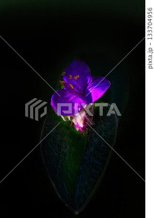 黒背景にピンクのトラディスカンティア・シラモンタナの花が咲いています 黒背景にピンクのトラディスカンティア・シラモンタナの花が咲いています 133704956