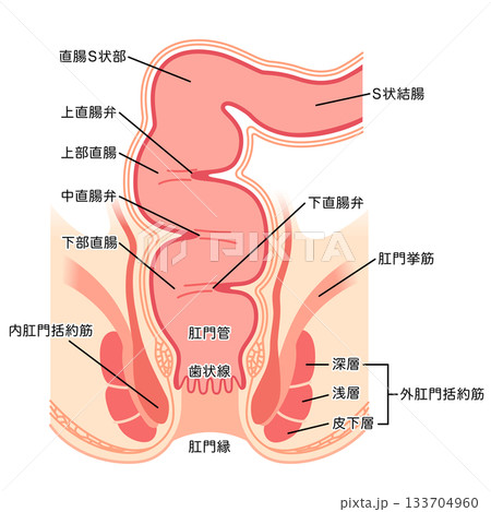 肛門の構造　直腸・肛門　断面図 133704960