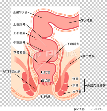 Structure of the anus: Cross section of the rectum and anus 133704960