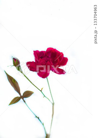 白背景に赤いツバキの花 白背景に赤いツバキの花 133704963