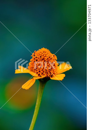 黄色いヌマツルギクの花 133704971