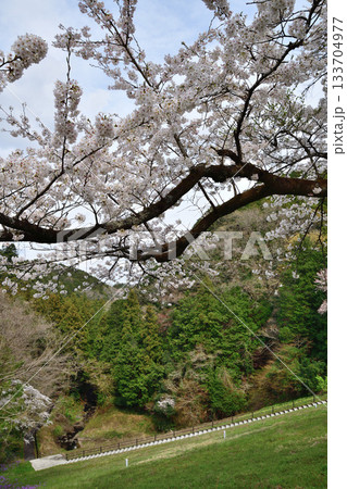 桜の季節 湖畔の彩り 鎌北湖 桜の季節 湖畔の彩り 鎌北湖 133704977