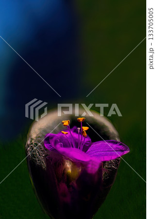 紫のトラディスカンティア・シラモンタナの花が咲いている 紫のトラディスカンティア・シラモンタナの花が咲いている 133705005