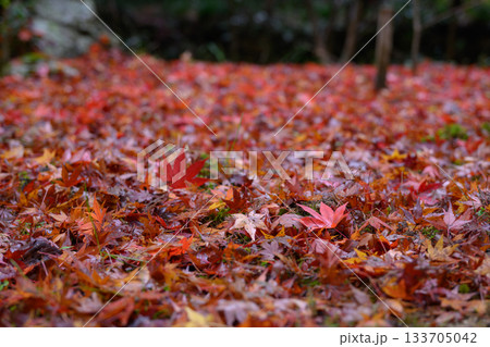 雨に濡れた紅葉の落ち葉 雨に濡れた紅葉の落ち葉 133705042