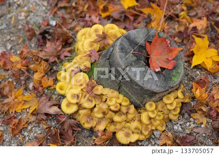 きのこもみじ 133705057