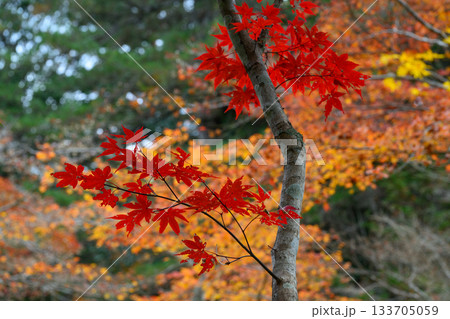 鮮やかな紅葉 133705059