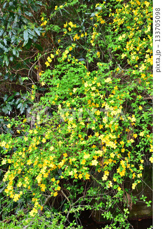 ヤマブキの花 鎌北湖湖畔 ヤマブキの花 鎌北湖湖畔 133705098