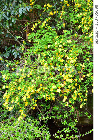 ヤマブキの花　鎌北湖湖畔　　　　　　 133705099