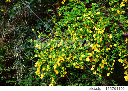 ヤマブキの花 鎌北湖湖畔 ヤマブキの花 鎌北湖湖畔 133705101