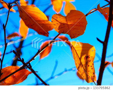 晩秋の赤い葉 時の跡を残す紅葉 Red Autumn Leaf with Traces of Tim 晩秋の赤い葉 時の跡を残す紅葉 Red Autumn Leaf with Traces of Tim 133705862
