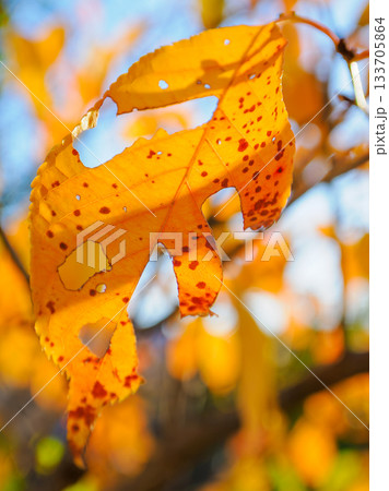 晩秋の赤い葉 時の跡を残す紅葉 Red Autumn Leaf with Traces of Tim 晩秋の赤い葉 時の跡を残す紅葉 Red Autumn Leaf with Traces of Tim 133705864