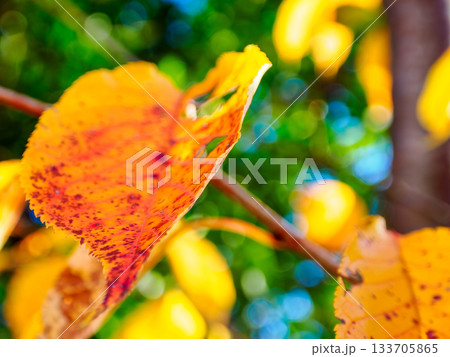 晩秋の赤い葉 時の跡を残す紅葉 Red Autumn Leaf with Traces of Tim 133705865