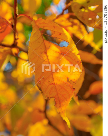 晩秋の赤い葉 時の跡を残す紅葉 Red Autumn Leaf with Traces of Tim 晩秋の赤い葉 時の跡を残す紅葉 Red Autumn Leaf with Traces of Tim 133705866