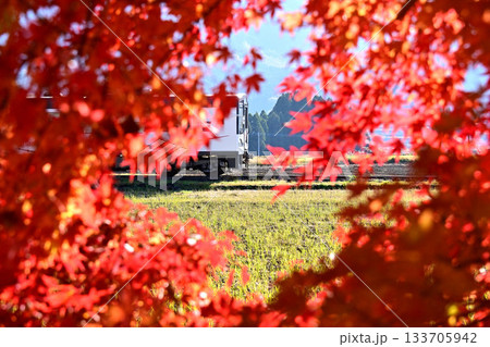 真っ赤なモミジ列車 真っ赤なモミジ列車 133705942