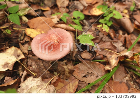 秋の落ち葉に映える赤いキノコのクローズアップ 133705992