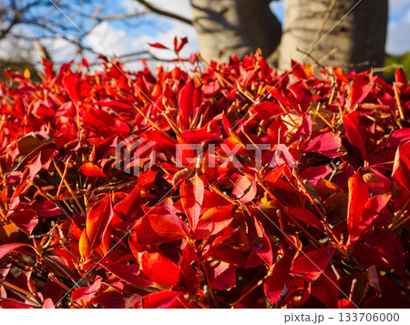 ドウダンツツジの紅葉 赤ワインみたい Dodan-Tsutsuji Wine Colors ドウダンツツジの紅葉 赤ワインみたい Dodan-Tsutsuji Wine Colors 133706000
