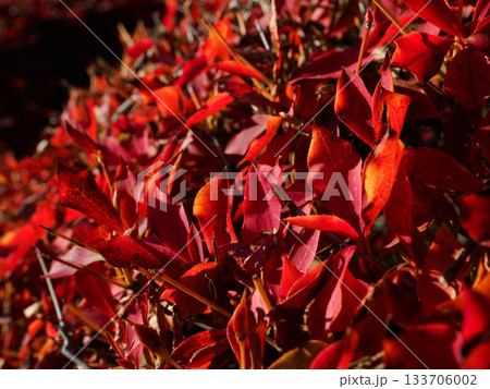 ドウダンツツジの紅葉 赤ワインみたい Dodan-Tsutsuji Wine Colors ドウダンツツジの紅葉 赤ワインみたい Dodan-Tsutsuji Wine Colors 133706002