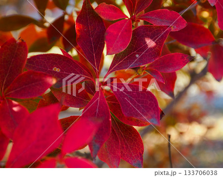 ドウダンツツジの紅葉 赤ワインみたい Dodan-Tsutsuji Wine Colors 133706038