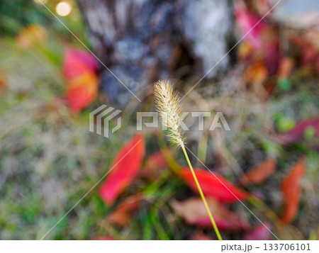 エノコログサがまるで一本の小さな灯火 A Foxtail Like a Small Autumn F 133706101