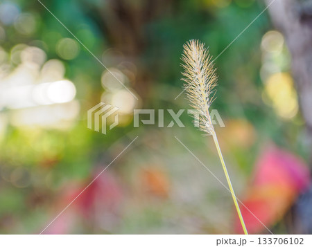エノコログサがまるで一本の小さな灯火 A Foxtail Like a Small Autumn F 133706102