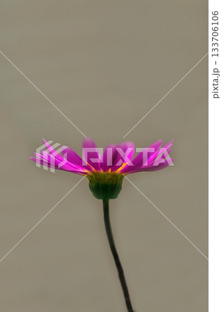 愛らしいピンク色のヒメコスモス 133706106