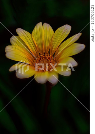 黄色いガザニアの花 133706125