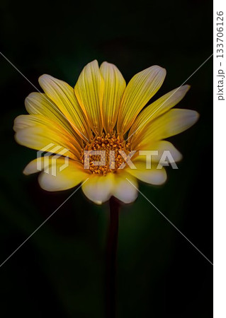 黄色いガザニアの花 133706126