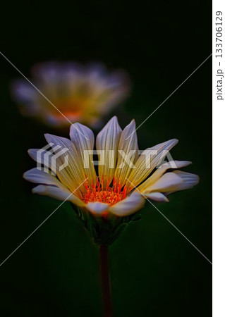 黄色いガザニアの花 133706129