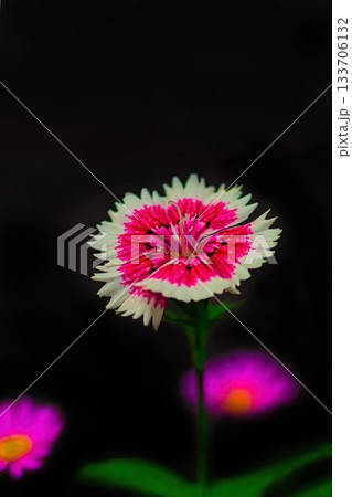 赤いセキチク 133706132