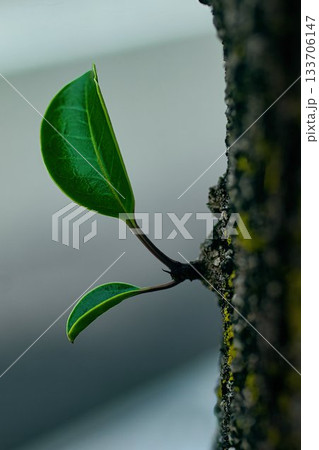 木に生えるクロガネモチの新芽 木に生えるクロガネモチの新芽 133706147