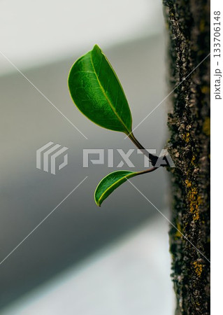 木に生えるクロガネモチの新芽 木に生えるクロガネモチの新芽 133706148