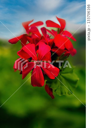 赤いゼラニウムの花 133706166