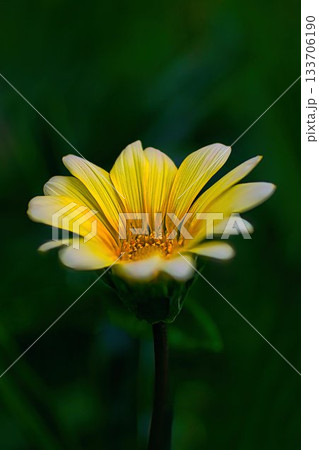 黄色いガザニアの花 133706190