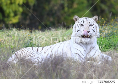 ホワイトタイガー ホワイトタイガー 133706225