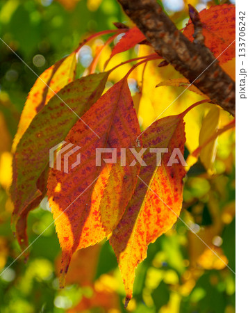 晩秋の赤い葉 時の跡を残す紅葉 Red Autumn Leaf with Traces of Tim 133706242