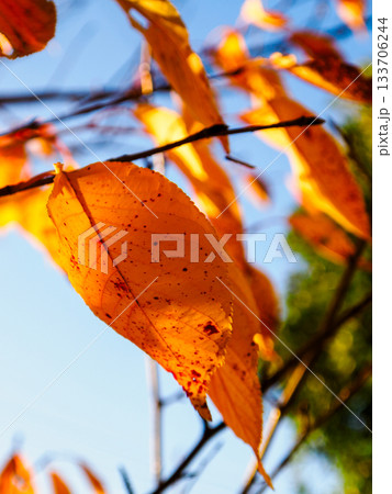 晩秋の赤い葉 時の跡を残す紅葉 Red Autumn Leaf with Traces of Tim 晩秋の赤い葉 時の跡を残す紅葉 Red Autumn Leaf with Traces of Tim 133706244